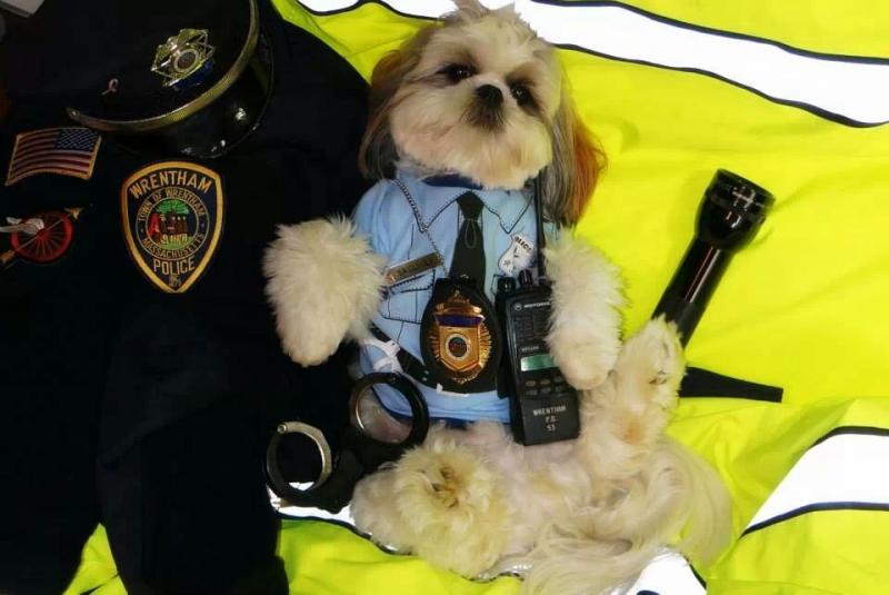 Tedy, a shi tzu, won the "People's Choice" award for canines. His owner is Kris Murphy, of Medfield. COURTESY MARION ANIMAL HOSPITAL